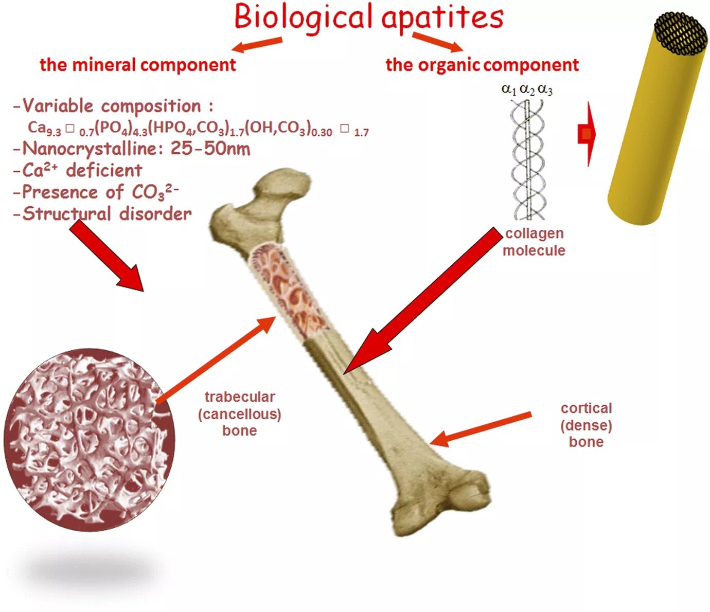 Bone mineral