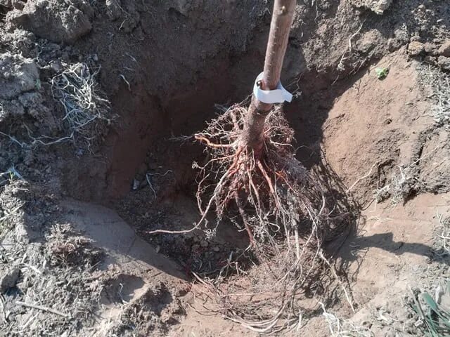 Посадка черешни весной саженцами в открытый грунт. Посадка вишни. Посадка черешни. Размер ямы для кустовой вишни. Яма для посадки вишни.