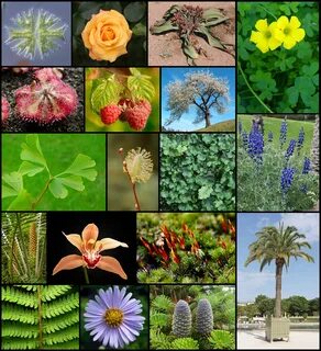 Plant diversity