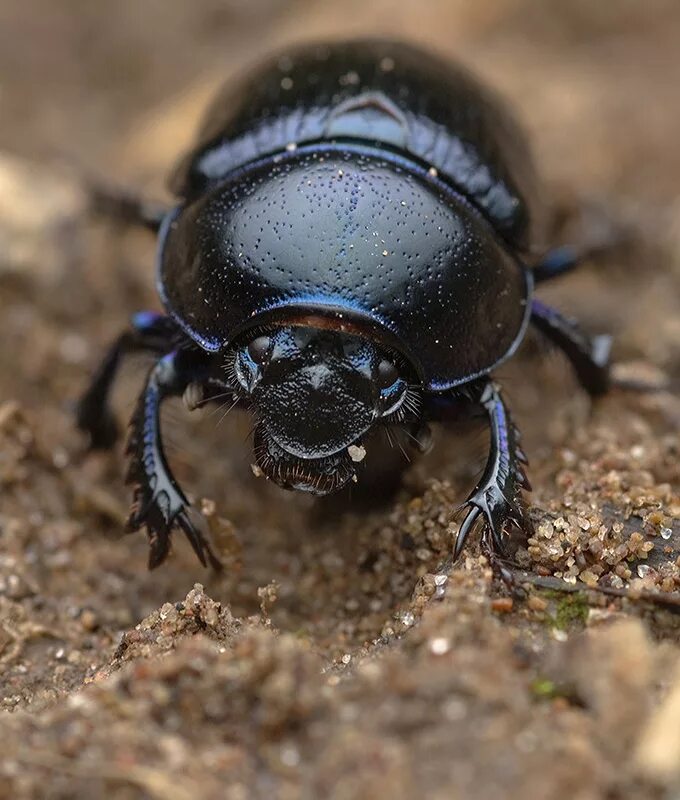 Жук навозник землерой. Жук навозник обыкновенный. Жук навозник обыкновенный. Жук навозник. Навозник обыкновенный (geotrupes stercorarius l.