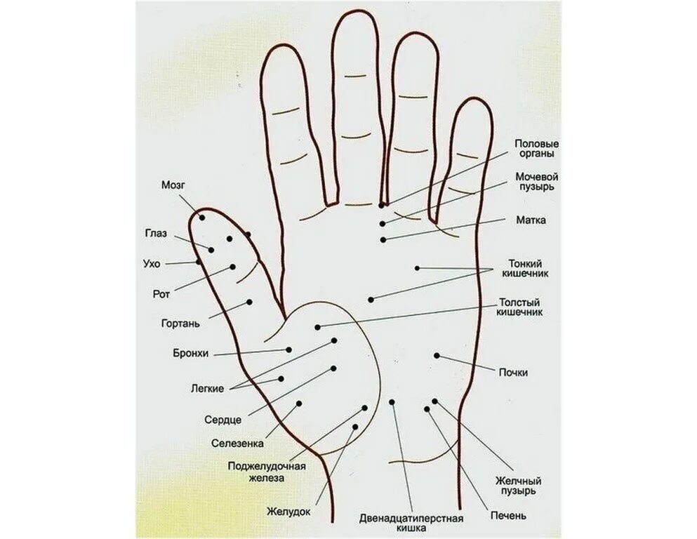 Акупунктурные точки на ладони правой руки у мужчины. Биологически активные точки на ладонях схема. Биологические точки на руке. Точечный массаж ладоней. Точки на руках для массажа