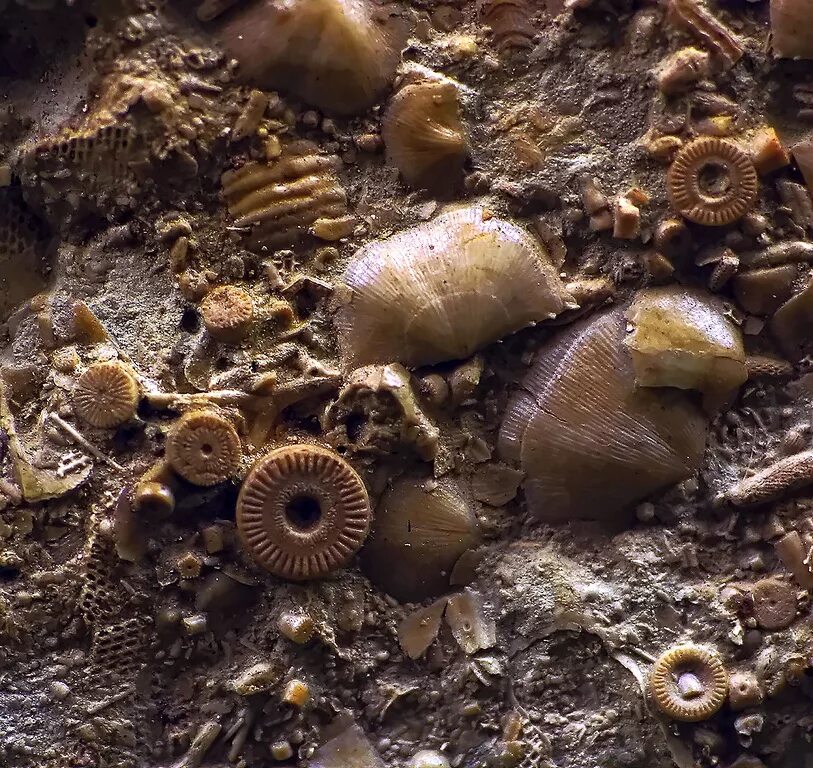 древние морские лилии криноидеи. морские окаменелости ставропольский краеведческий музей. артефакт моря. морские лилии окаменелости. скифская рыба.