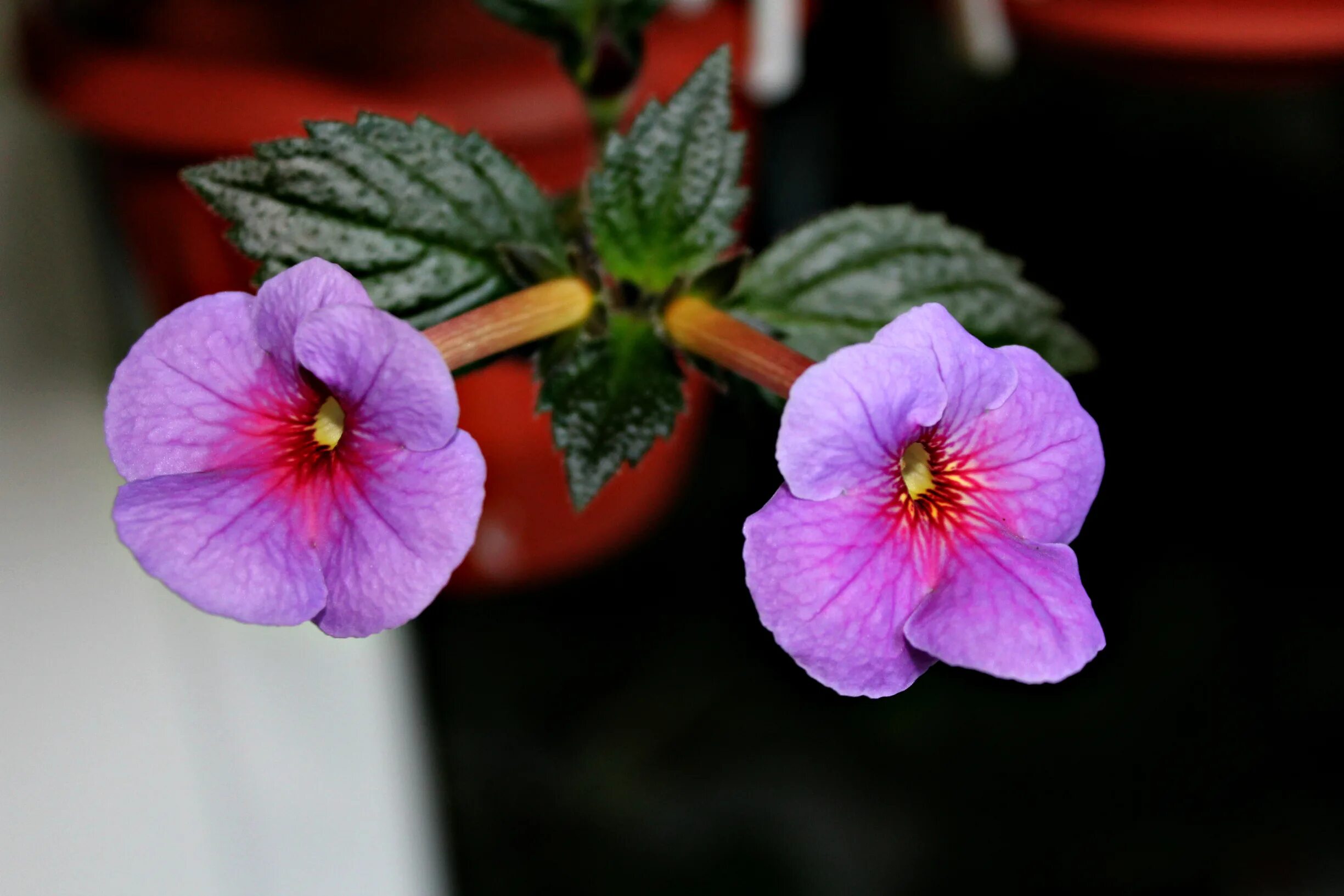 ахименес jewel pink. ахименес фаллен ангел.