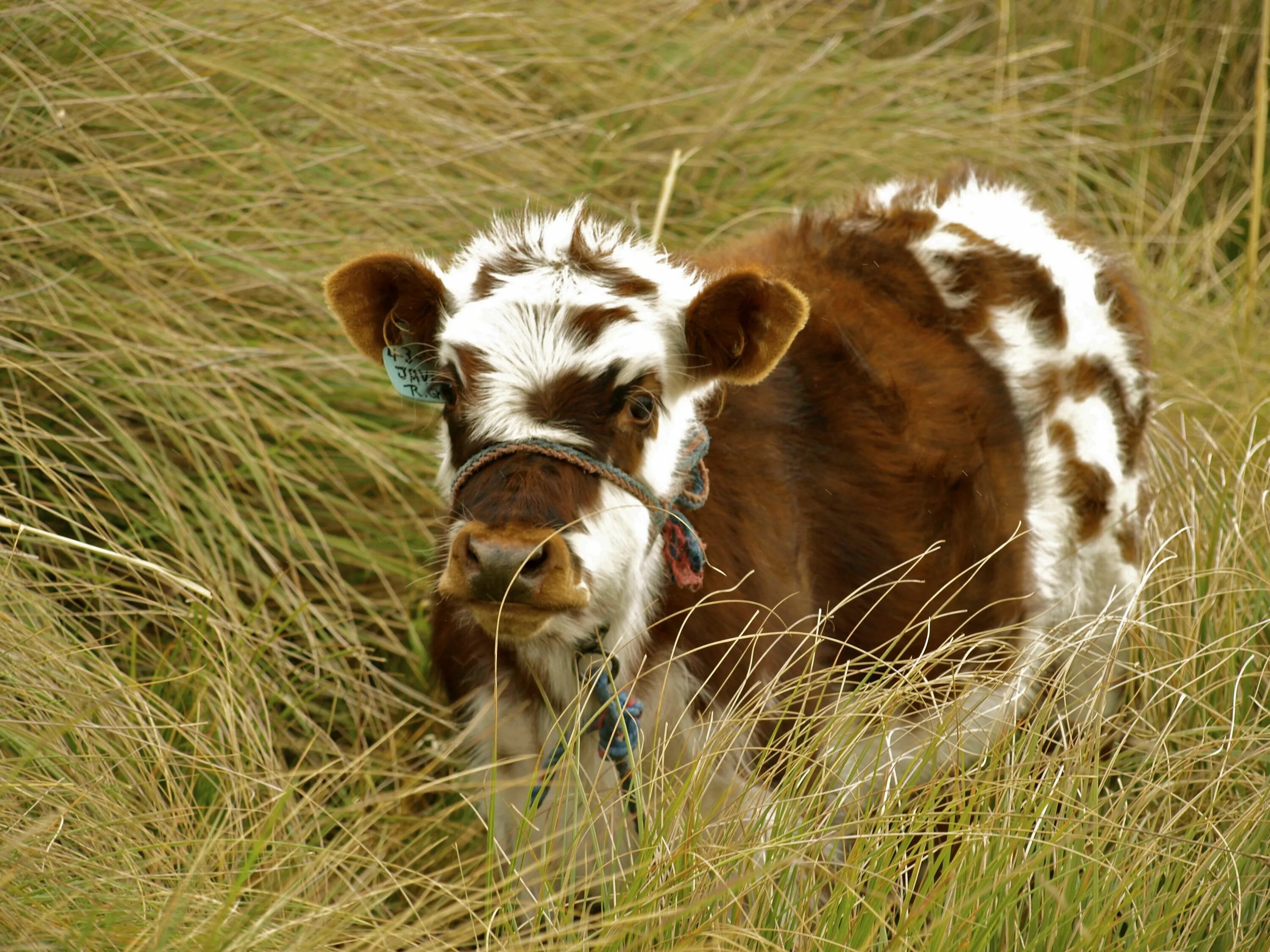 Полученного бычка. Телята породы хайленд. Порода Айова теленок. Пушистая корова. Красивая корова.