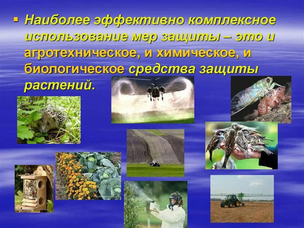 Растения и их защита. Способы охраны растений. агротехнический метод защиты растений. охрана растений. защита растений в природе.
