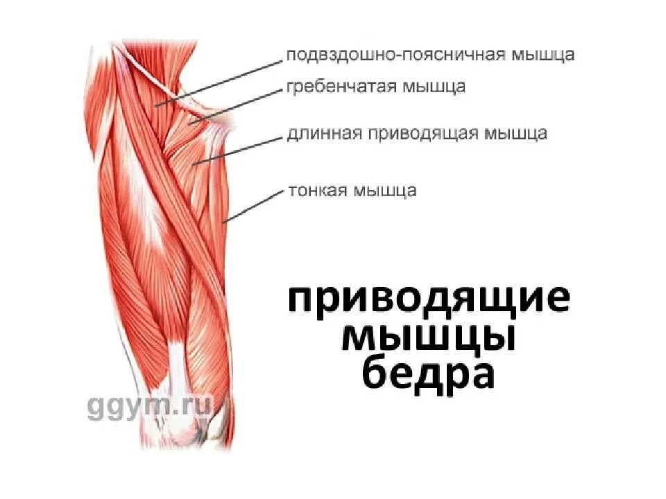 Мышцы приводящие в движение. Приводящая группа мышц бедра. Аддукторы бедра мышцы. Приводящая мышца бедра отводящая мышца бедра. Мышцы которые приводят бедро.