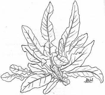 Plant color