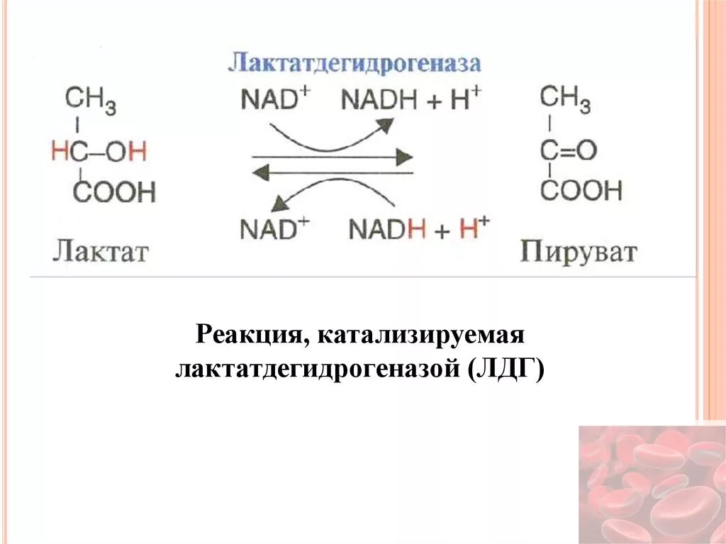 Лактат дегидрогеназы. Пируват в лактат реакция. реакция превращения пирувата в лактат. лактатдегидрогеназа катализируемая реакция. образование лактата из пирувата.