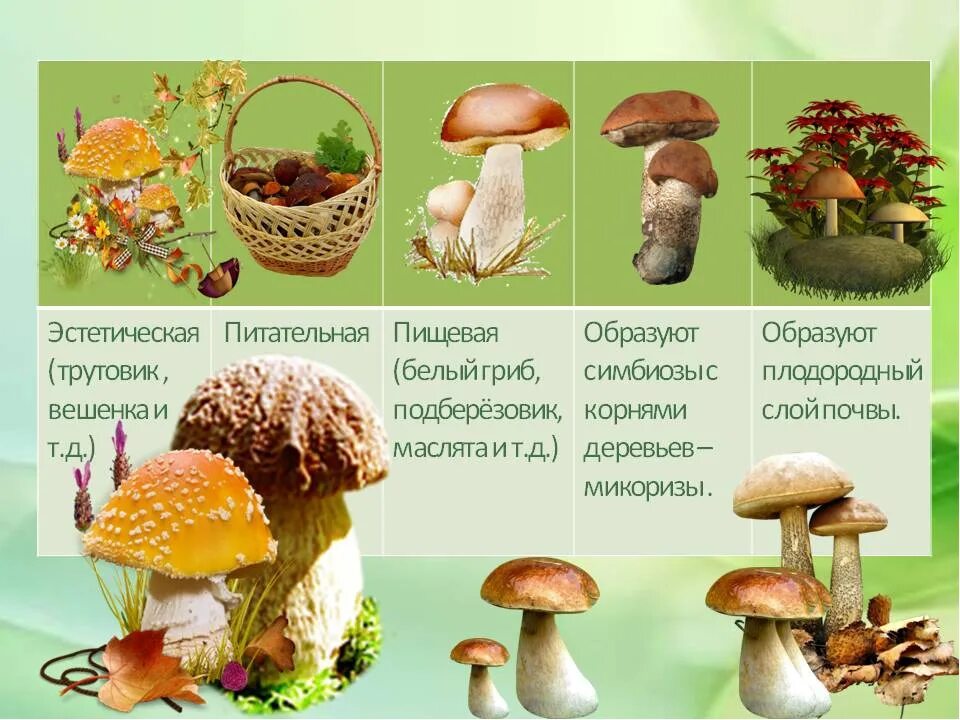 Биология 5 кл грибы. Шляпочные грибы 5 класс биология. Шляпочные грибы строение трубчатые. Конспект по биологии 5 класс грибы общая характеристика. Карточки по биологии 5 класс грибы.