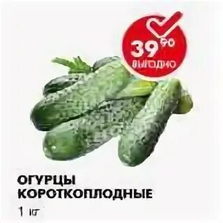 Огурцы за кг. Огурцы в пятерочке. Почему подорожали огурцы 2023. Огурцы свежие за кг в пятерочке. Огурцы в пятерочке.