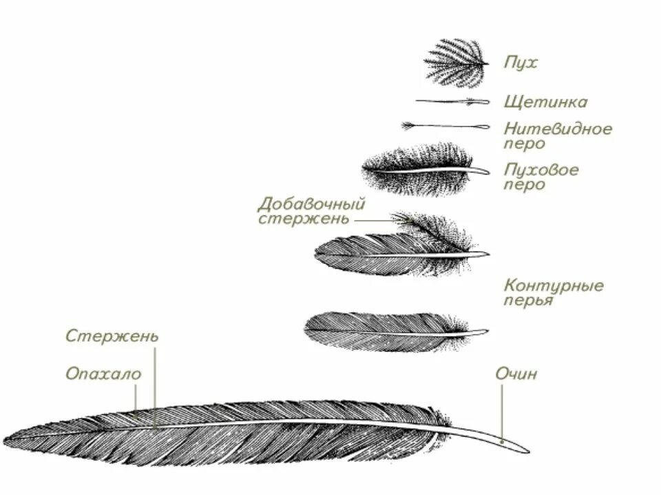 Пуховое перо птицы строение. Строение контурного и пухового пера. Пуховые перья строение и функции. Контурное перо птицы. Как называется нижняя часть стержня пера