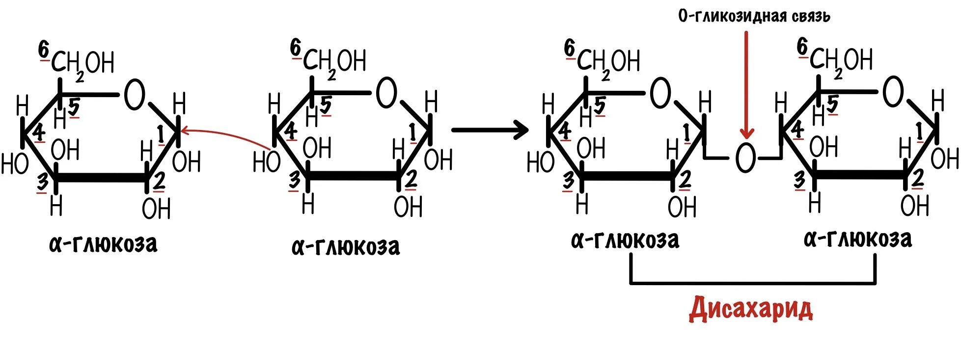 Связь 4 гликозидная. Мальтоза Тип гликозидной связи. 1 4 Гликозидная связь. Бета 1 4 гликозидная связь. Образование гликозидной связи.