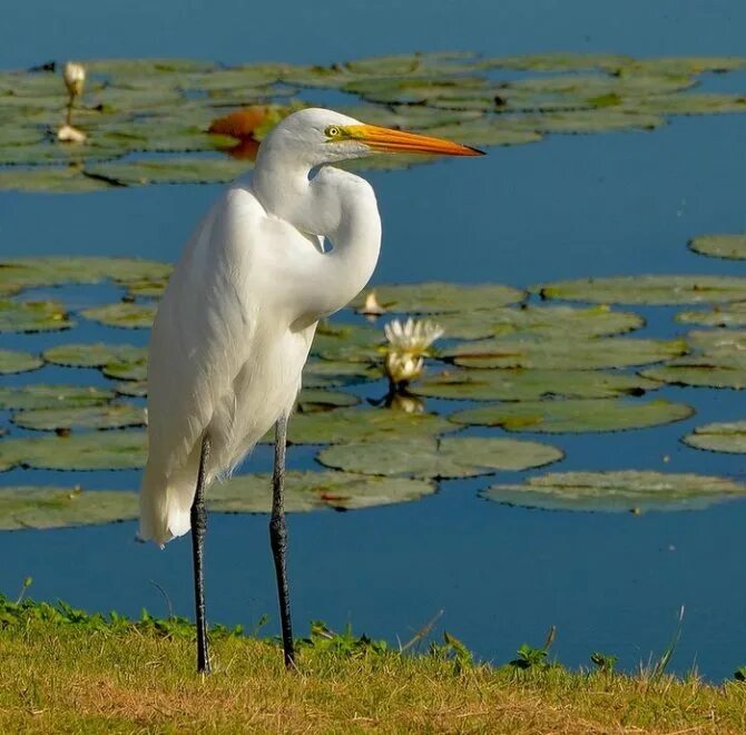 Крупная цапля. Белая болотная цапля. большая белая цапля (egretta alba). белая цапель в крыму. цапля таманский полуостров.