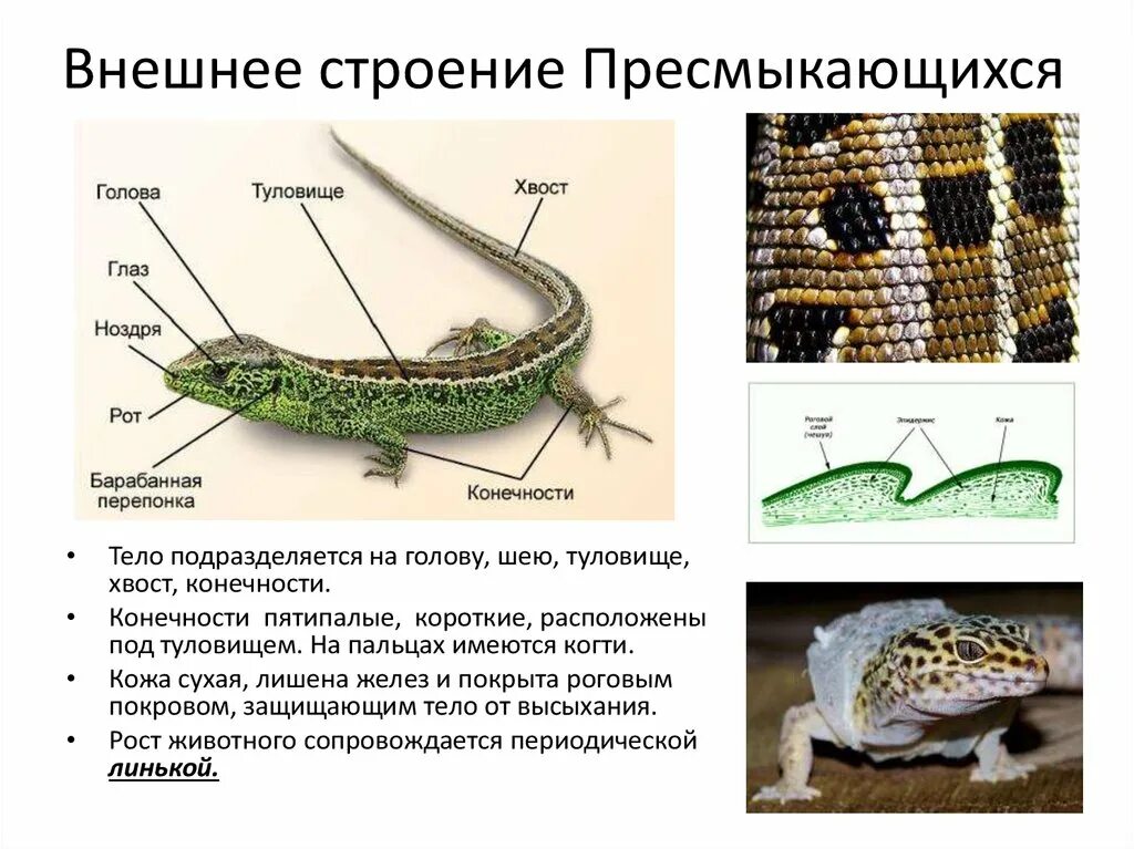 Примыкающие строения. Отделы тела ящерицы 7 класс. Пресмыкающиеся внешнее строение. Класс пресмыкающиеся внешнее строение. Класс пресмыкающиеся рептилии строение внешнее.