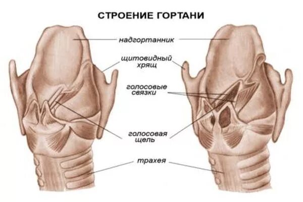 Глотка 4 буквы. Строение глотки с хрящами. Надгортанник хрящ анатомия. Надгортанник хрящ гортани. Надгортанник гортань щитовидный хрящ.