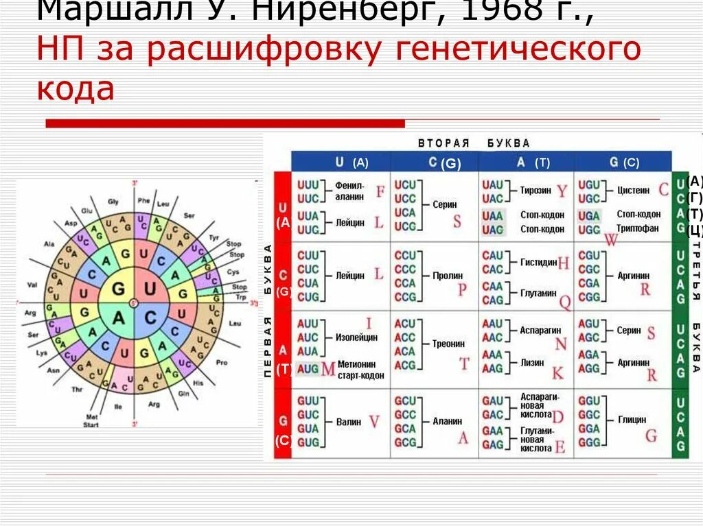 Длина генетического кода. Генетический код таблица расшифровка. Таблица генетического кода круглая. Расшифровка генетического кода ИРНК. Расшифровка генетических кодов.