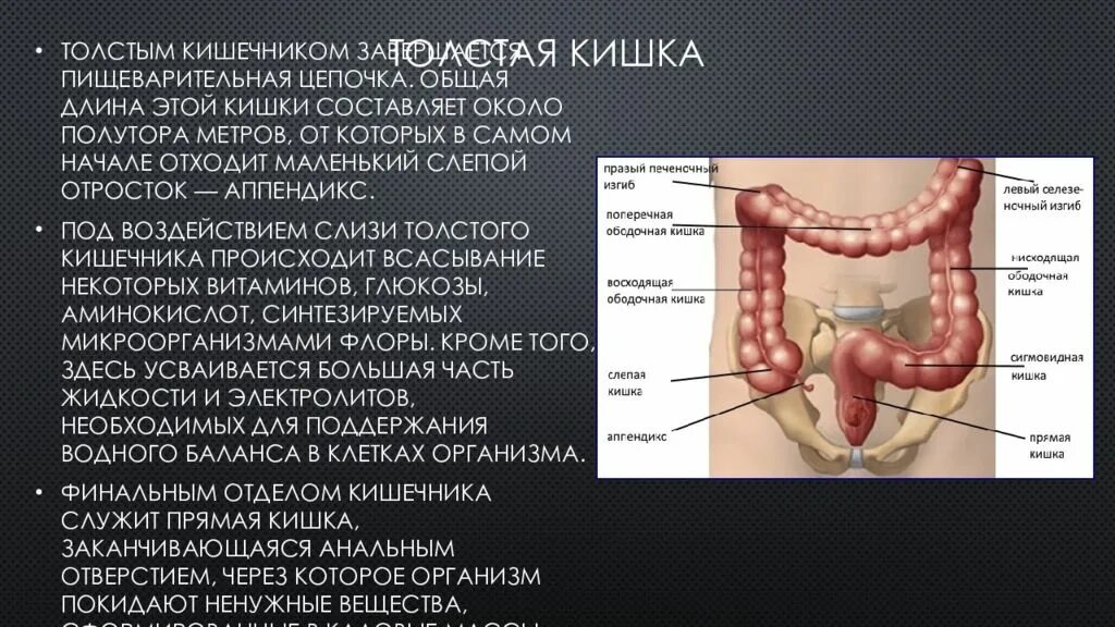 Прямая кишка всасывание веществ. Прямая кишка всасывание веществ