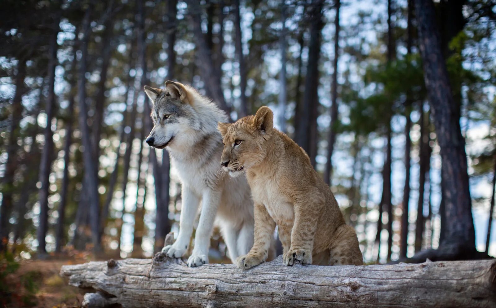 Картинки по запросу фото волка и льва Arte del perro, Lobos, Leones