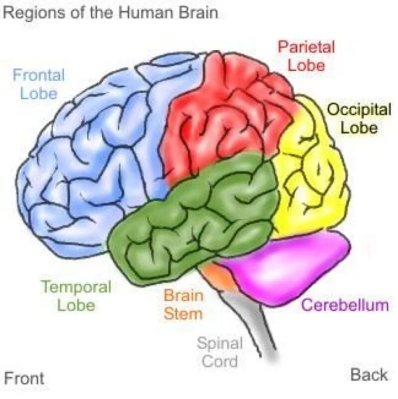 Getting brain. Brain workshop. мозг психология. brain regions. back and brain.