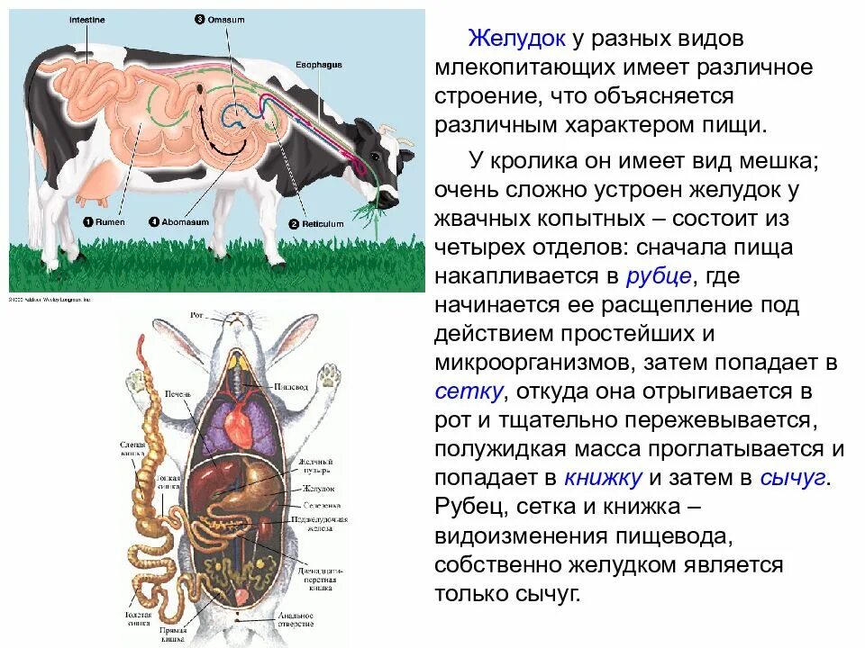 У кого из млекопитающих нет желудка. Строение желудка жвачных. Строение желудка жвачных животных. Строение желудка жвачных млекопитающих. Строение сычуга.