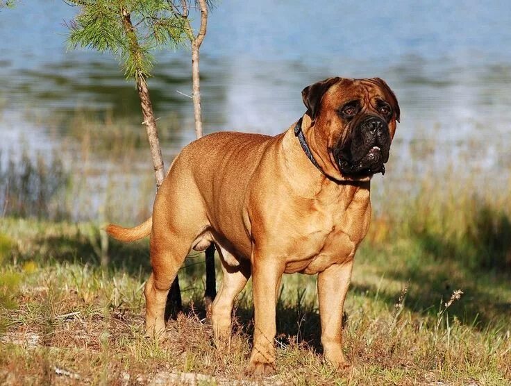 List of mastiff type breeds