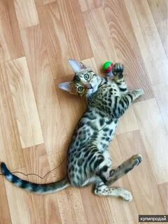 Бенгальская кошка стоит