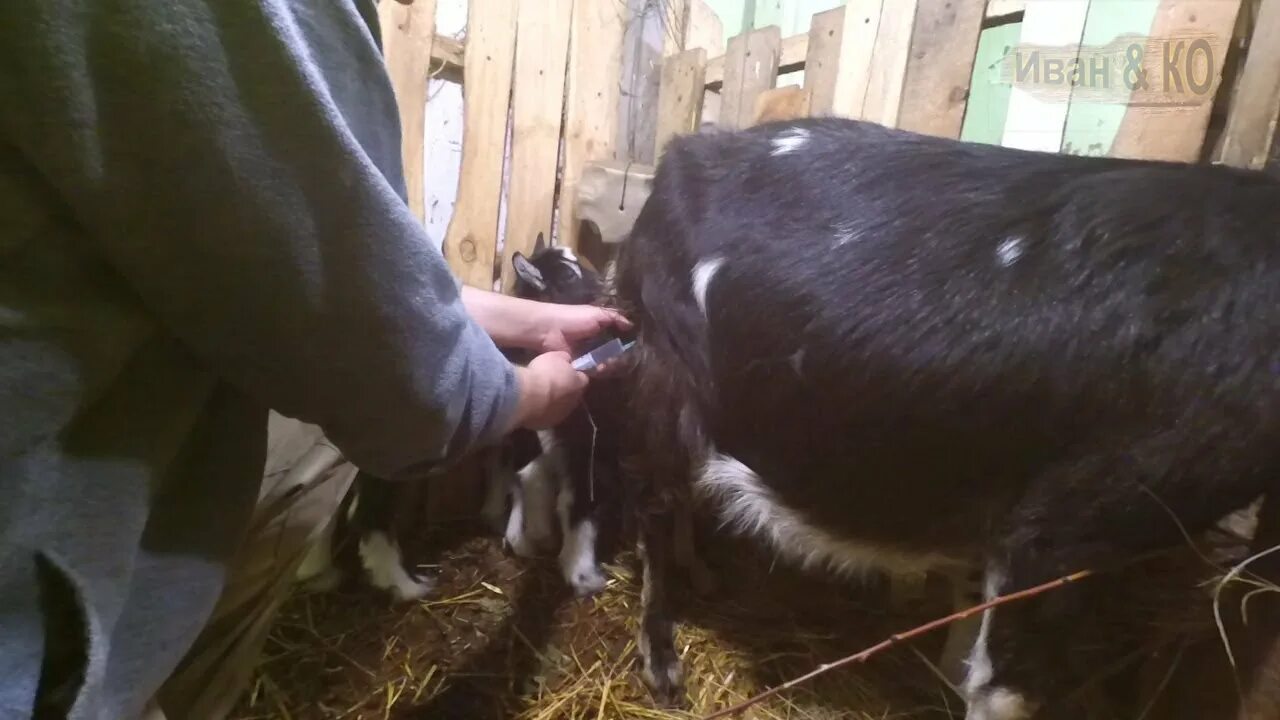 Как колоть коз