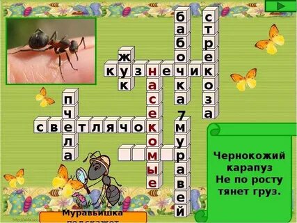 Сканворд насекомые