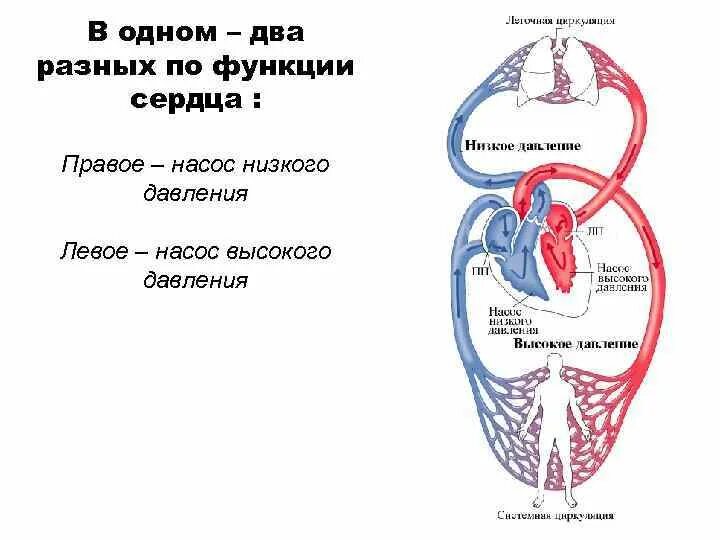 1 функции сердца. 1 функции сердца
