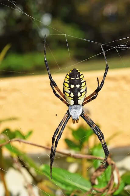 Желто черный паук с длинными лапами. Argiope aurantia паук. аргиопа шершень. argiope trifasciata паук. паук каракурт желтый.
