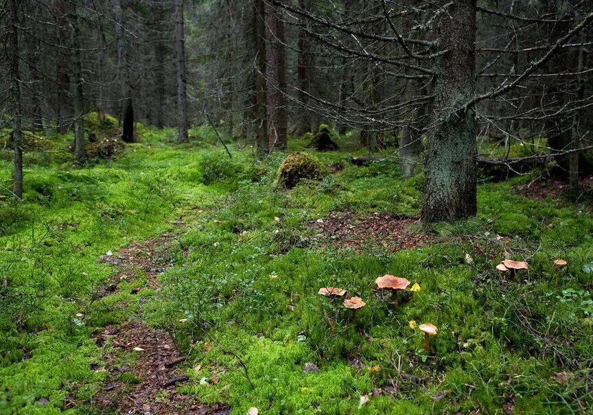 Гриблен. Грибы в лесу. Грибной лес. Полянка с грибами. Грибное место в лесу.