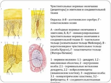 Строение чувствительных нервов