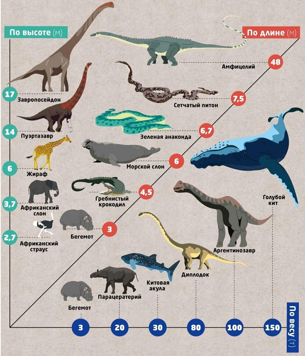 Сравнение динозавров. Самые крупные животные таблица. Размеры животных. Сравнительные Размеры животных. Самые большие животные за всю историю земли.