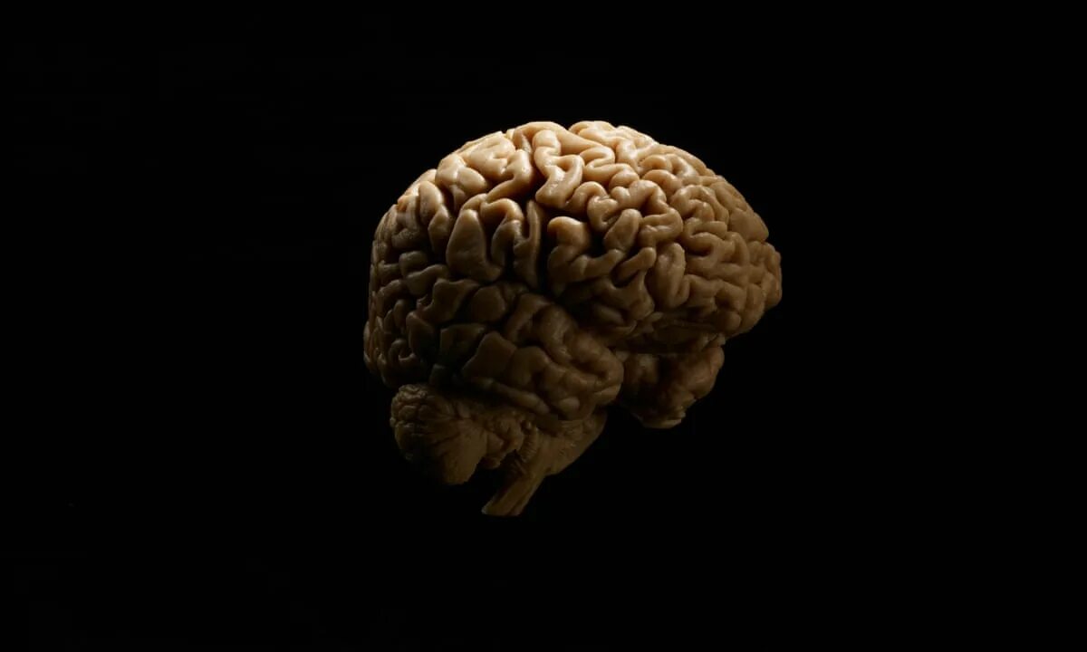 Brain name