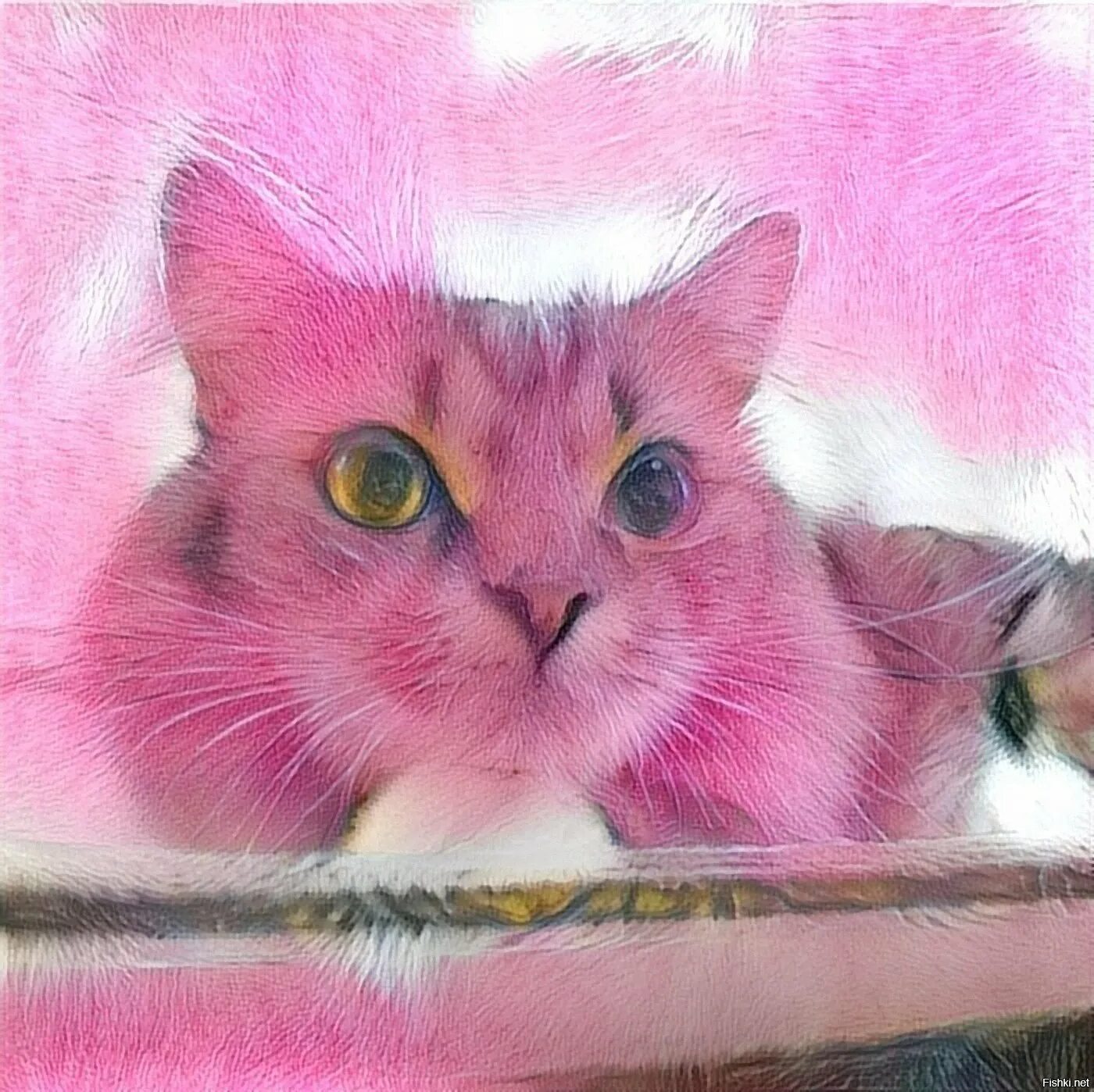 Розовый котенок. Розовая кошка. Кошка розового цвета. Черно розовую кошку