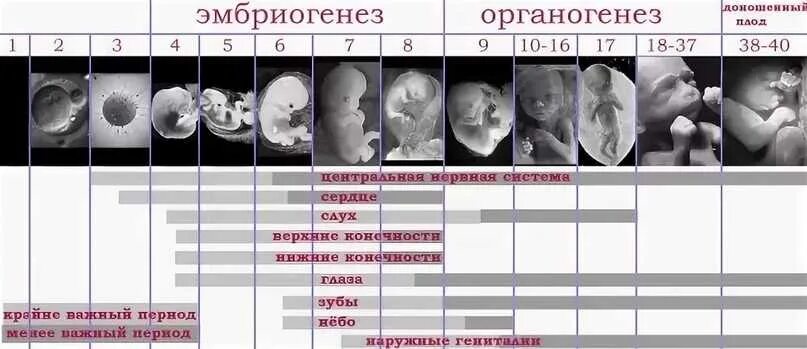 Периоды развития плода по неделям в картинках. Развитие плода по неделям беременности УЗИ. Развитие плода по дням беременности от зачатия описание с фото. Этапы развития плода при беременности по неделям таблица. На каком сроке ощущается