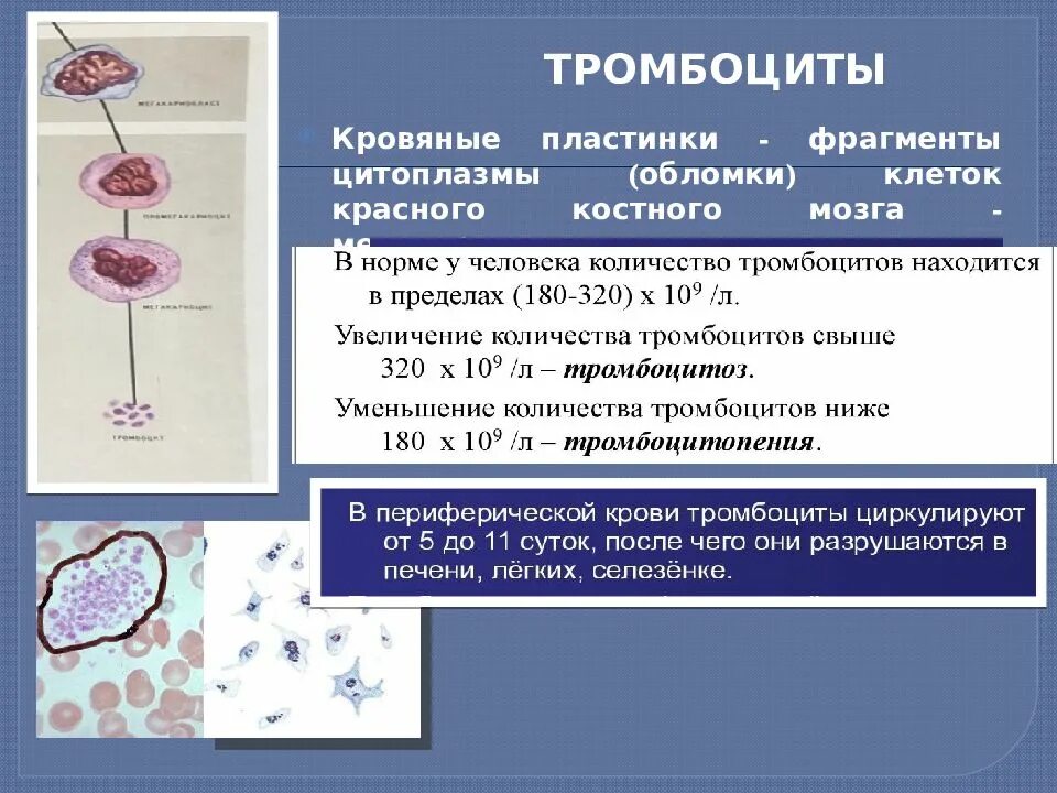 Выберите функции тромбоцитов. Выберите функции тромбоцитов