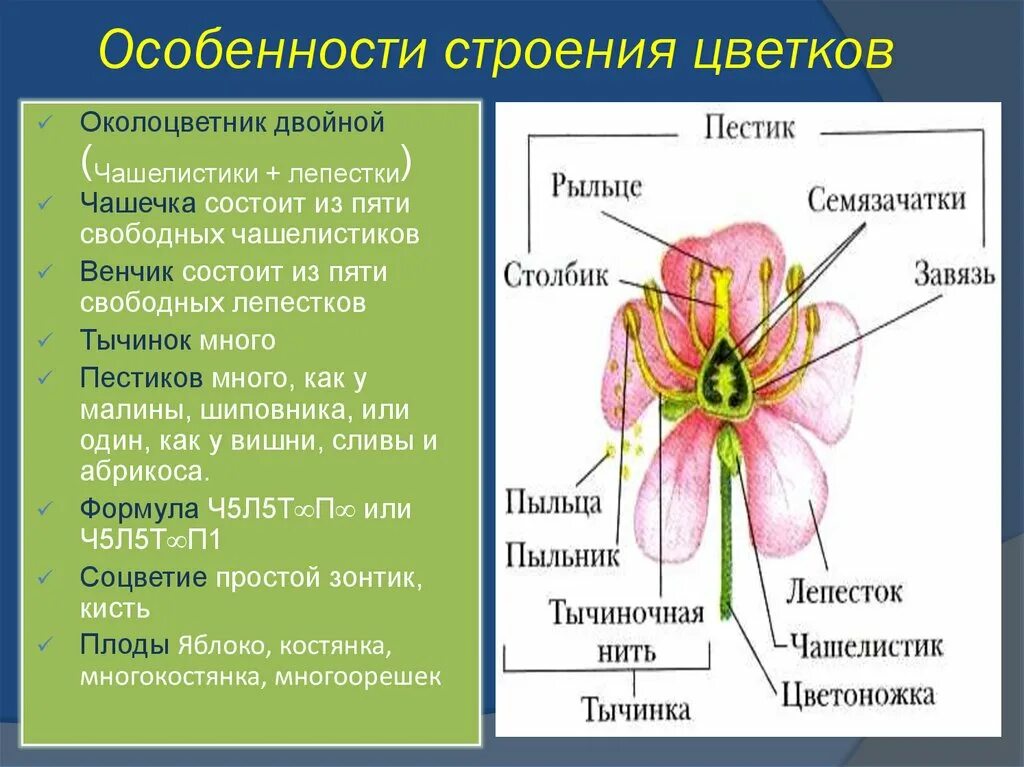 Функции строения цветка 6 класс