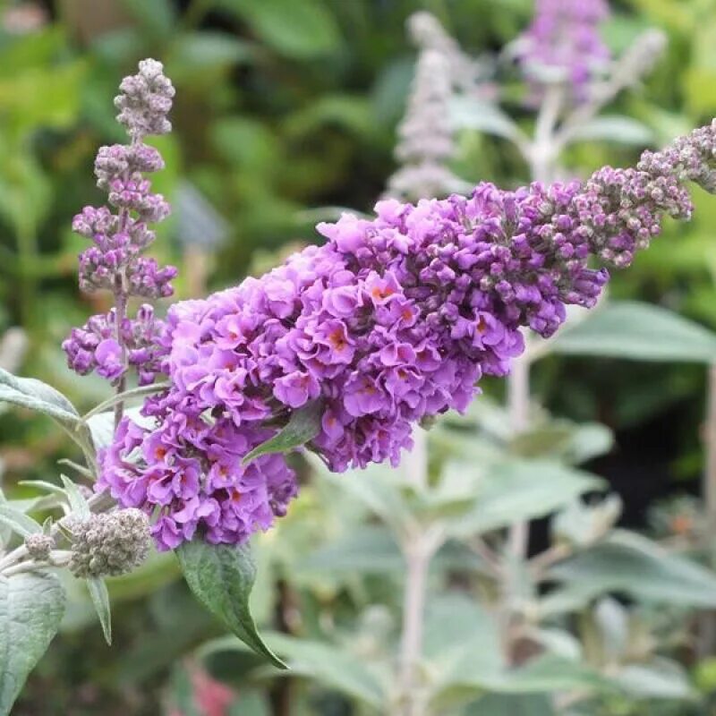 Буддлея Давида Блю чип. Буддлея Блю чип. Буддлея Давида (Buddleja davidii Royal Red) p9. Буддлея нано Пурпл.