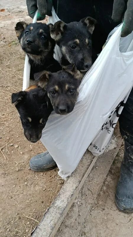 стерилизация ротвейлера. приют для животных лохматая душа. адрес приюта лохматая душа. приют для собак лохматая душа. адрес приюта лохматая душа.