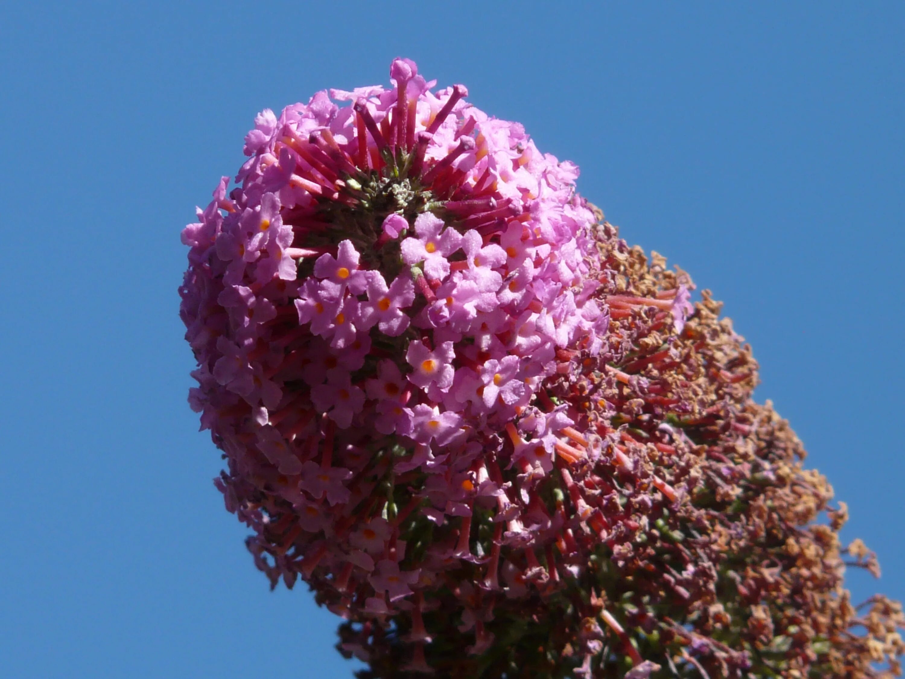 Цветки собранные вместе. Летняя сирень Буддлея. Buddleja davidii куст сирени. Будлея сирене- розовая. Сирень соцветие.