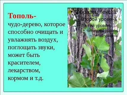 Сколько лет тополю