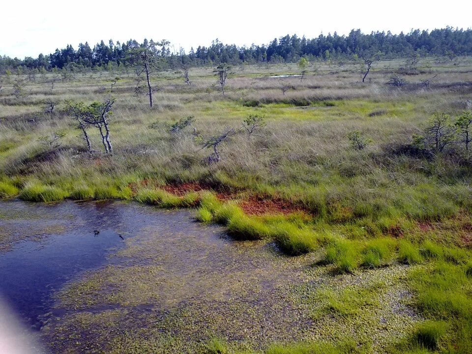 Березинский заповедник болото. Болото куйстлемма Эстония. Серкана болота. Итальянские болота.