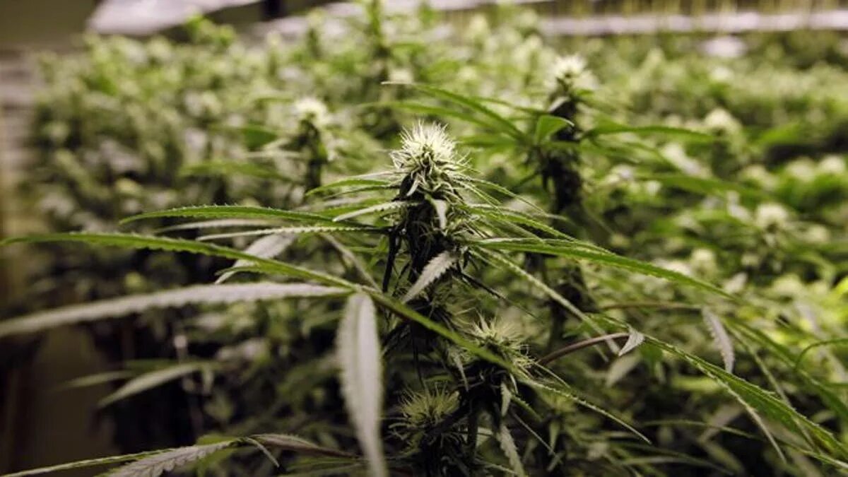 Hemp Spinoff Aims to Raise $50m and List on Nasdaq This Year - Bloomberg