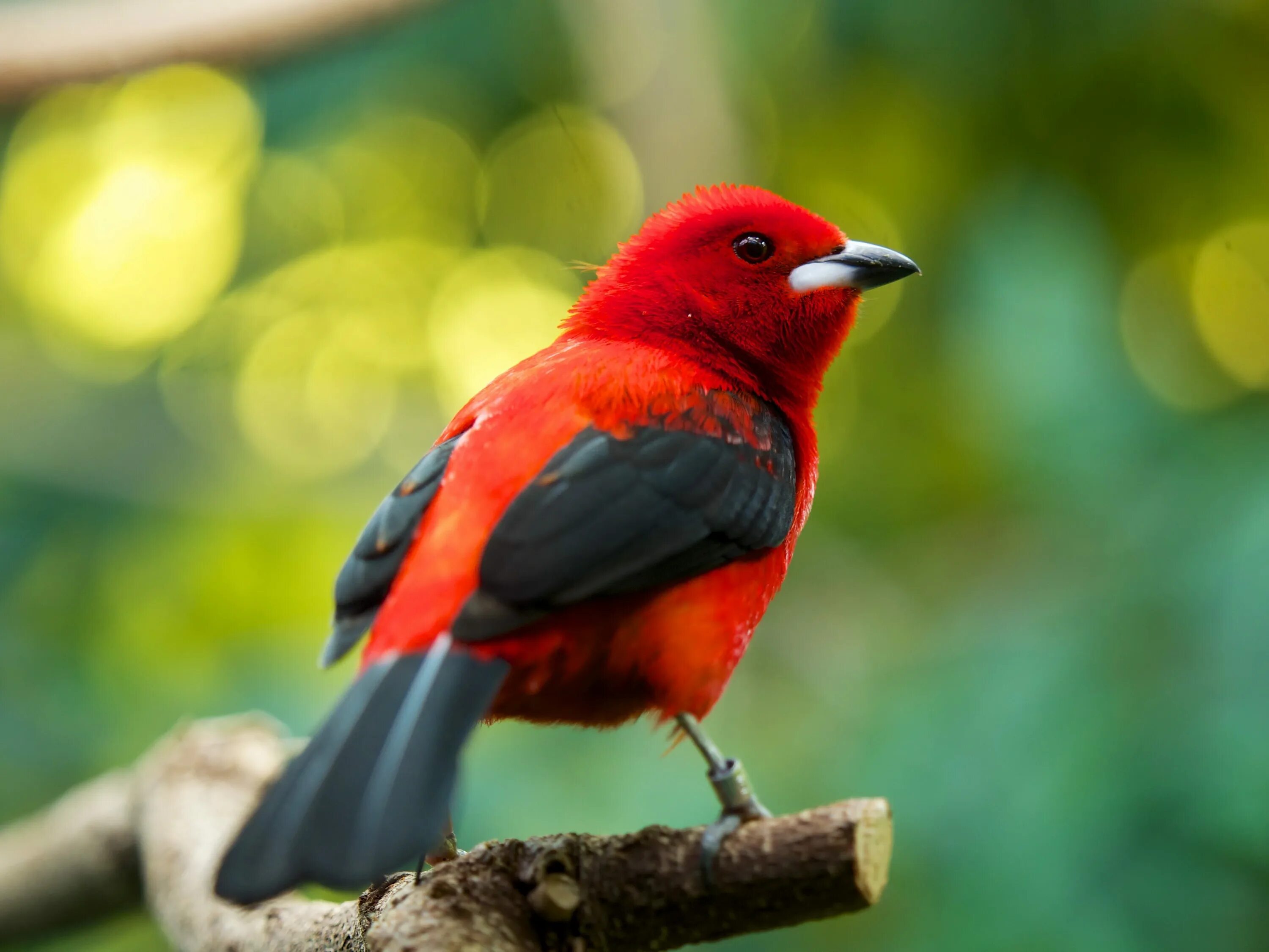 Группа красные птицы. Бразильская Расписная танагра. Красная танагра птица. Рыжая танагра. Красногрудая танагра.