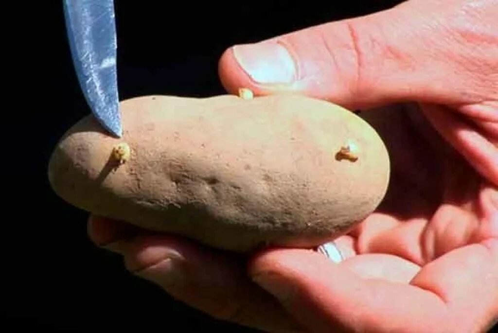 Прорастание Глазков картофеля. Картошка с глазками. Проросшая картошка. Проросший клубень картофеля.