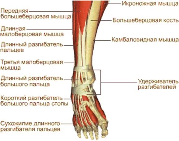 Болит нога кость большая