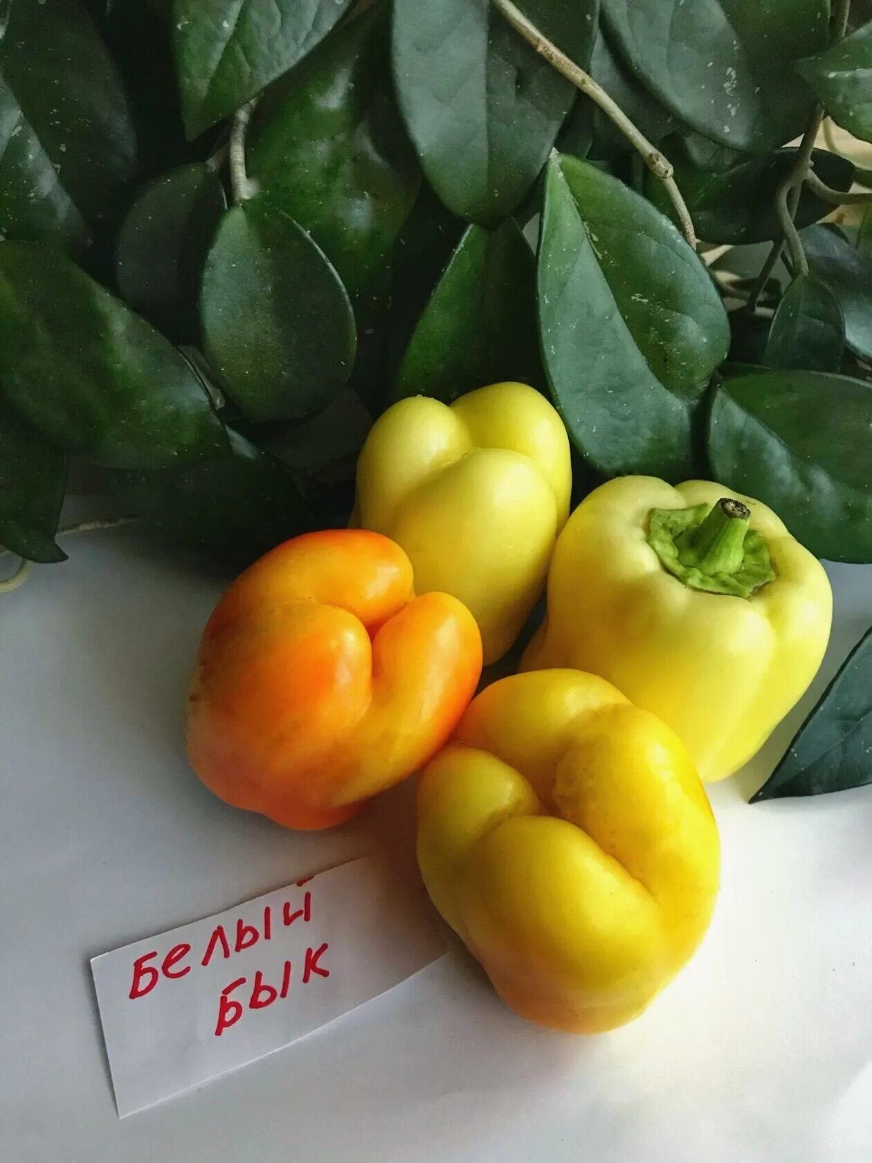 Перец сладкий белые ночи f1. Гавриш томат органза. Перец сладкий белые ночи f1. Перец белый бык. Перец белый.