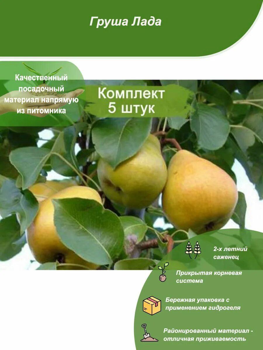 Груша сорт бережная. Сорт груши пирус.