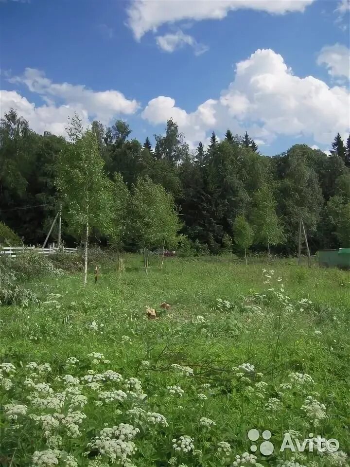 Снт стриж. СНТ Стриж Литвиново Волоколамский. Деревня Литвиново Волоколамский район. СНТ Стриж Волоколамский район д. Чисмена Волоколамский район.